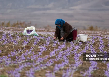 افزایش ۱۵ درصدی برداشت زعفران گلستان در سال جاری