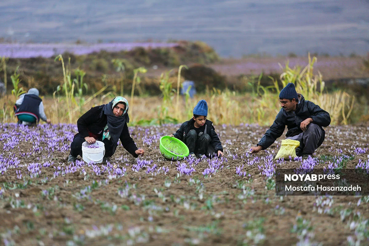 برداشت زعفران در وامنان گلستان