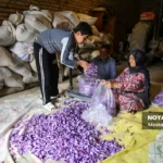 برداشت زعفران در وامنان گلستان