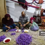 برداشت زعفران در وامنان گلستان