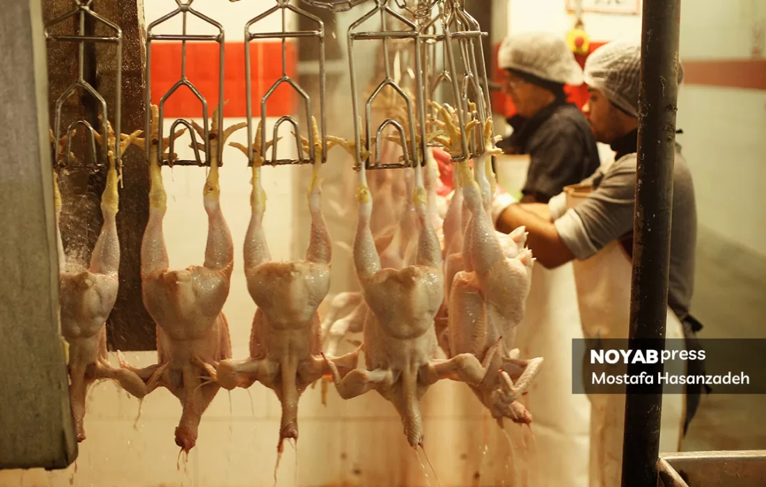 صنعت مرغ در یک قدمی فروپاشی | اقتصاد دستوری بلای جان تولید شد