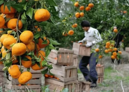 سودجویی از نبود اتحادیه باغداری در گلستان |دلال نرخ میوه را تعیین می کند