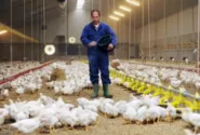 ماهانه ۴۰ هزار تن مرغ مازاد باید از سطح بازار جمع آوری شود