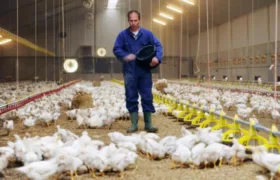 ماهانه ۴۰ هزار تن مرغ مازاد باید از سطح بازار جمع آوری شود