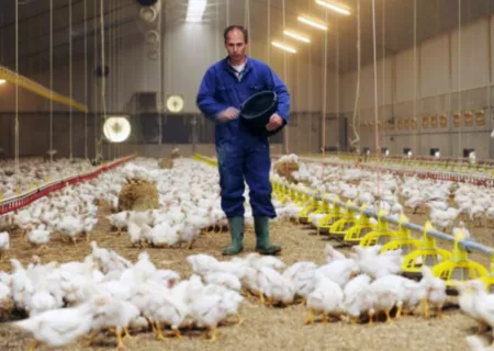 هزینه تولید مرغ به صورت دقیق و واقعی آنالیز شود