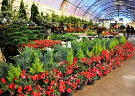 بازار صنعت گل و گیاه زینتی در اختیار دلالان است