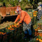 برداشت نارنگی