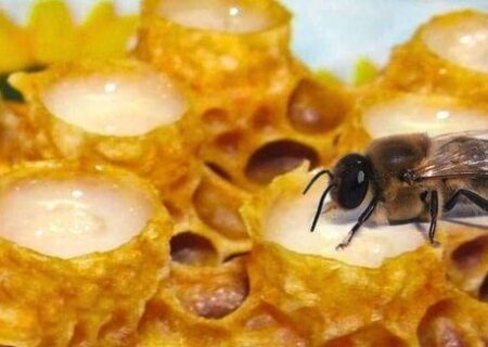 شکر؛ نهاده ای گران و کمیاب در صنعت زنبورداری| آشفتگی بازار در پی واردات بی رویه ژل رویال