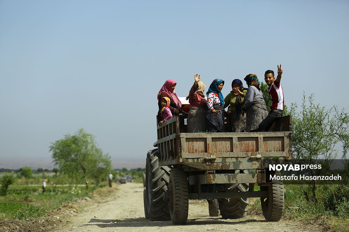 کارگران فصلی شالیکاری