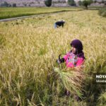 برداشت برنج