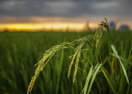بخش خصوصی نگران بلاتکلیفی بازار برنج| دولت حمایت نکند دلالان بازار برنج را تسخیر می‌کنند
