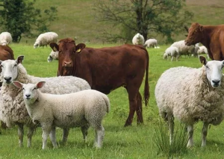 راهکارهای ۵ گانه برای کاهش هزینه تولید گوشت/ قیمت‌ گوشت چگونه کاهش می‌یابد؟