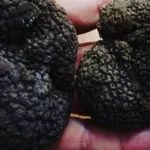 قارچ تارافل