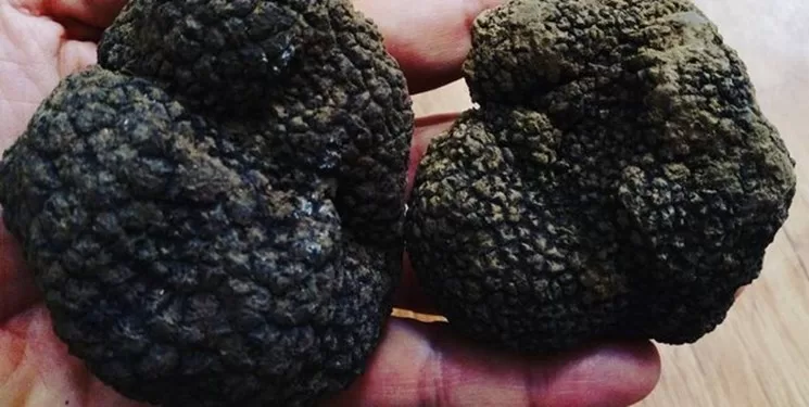 قارچ تارافل