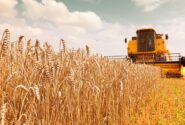 پیش بینی برداشت یک میلیون تن گندم از مزارع گلستان