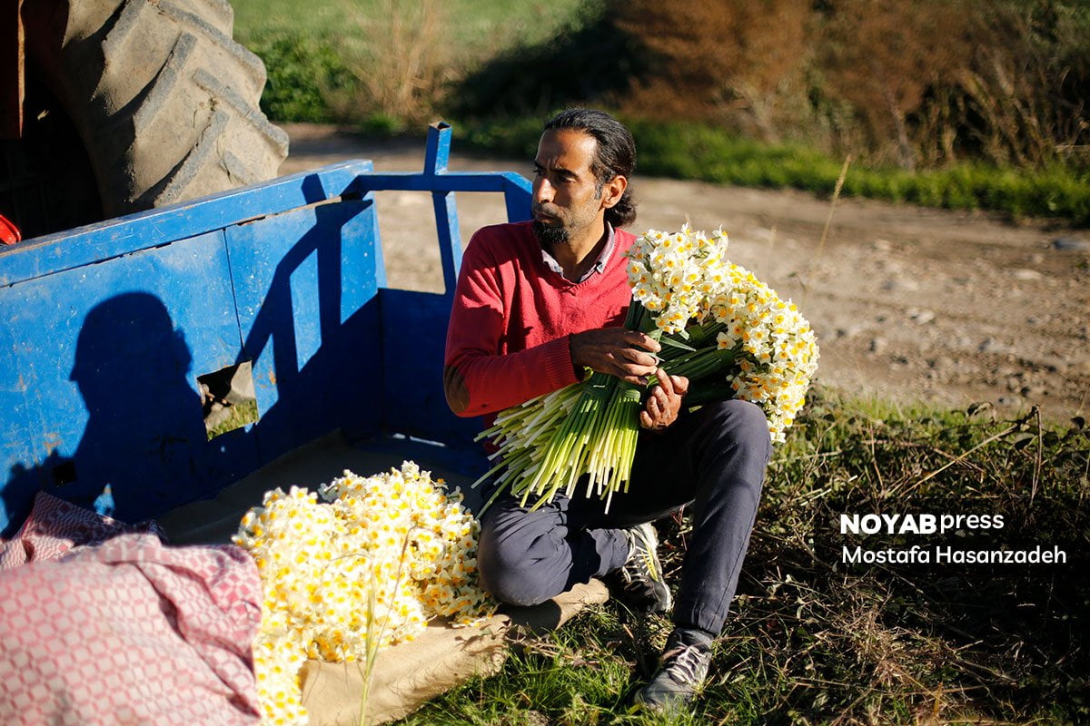 20A5191 برداشت گل نرگس در آزادشهر گلستان