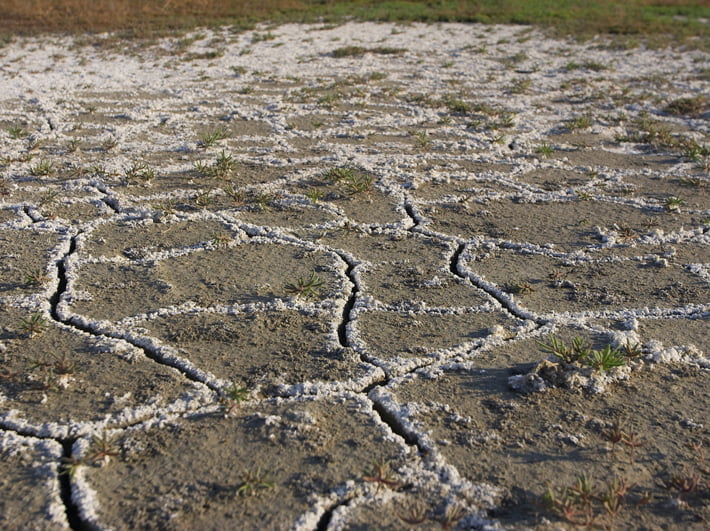 خاک شور بهره‌وری کشاورزی را کاهش می‌دهد