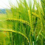 گندم سبز