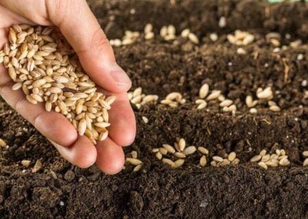 در تامین ۹۸ درصد بذر غلات خودکفا هستیم| معرفی ارقام جدید گندم با مصرف ۲۵ درصد آب کمتر