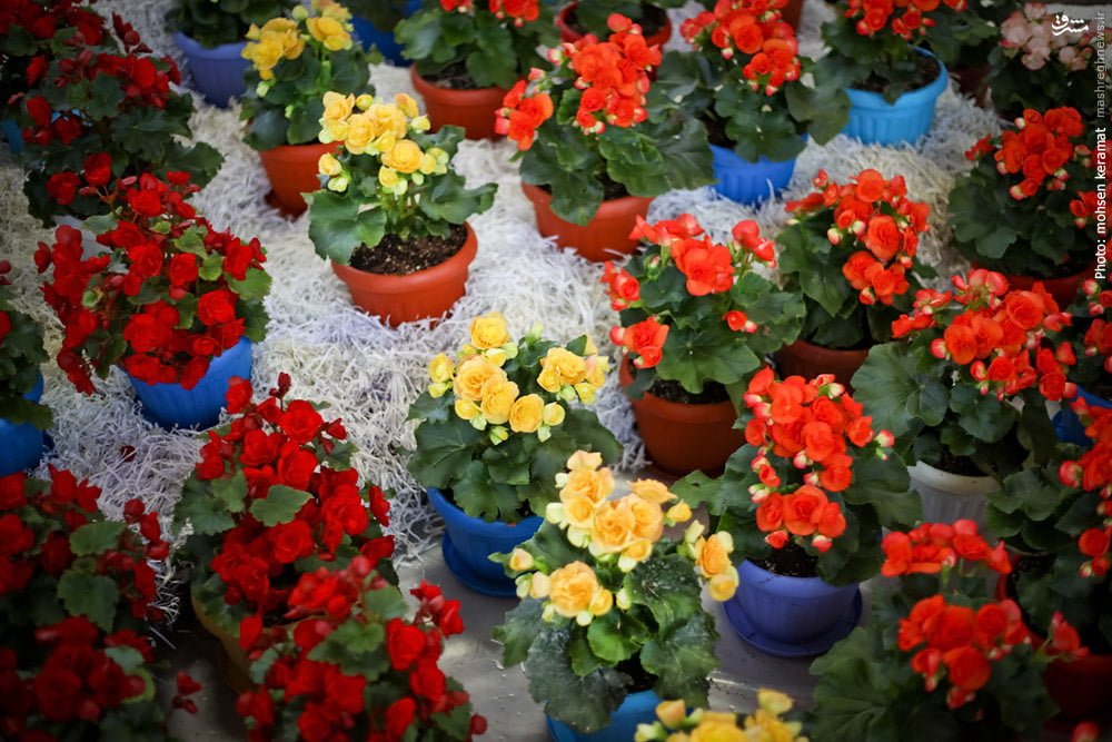 افزایش ۲۵ درصدی تولید گل و گیاه زینتی در گلستان
