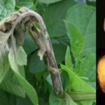 سیب زمینی-فیتوفترا