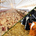 قیمت نهاده های دام و طیور