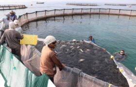 تولید ماهی در قفس آب‌های ساحلی خزر گلستان راهی بازار شد