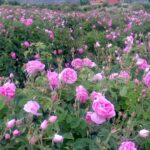 گل محمدی