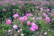 ایران بزرگترین تولیدکننده و صادرکننده گل محمدی و گلاب جهان