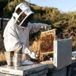 زنبور داری