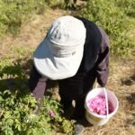 برداشت گل محمدی