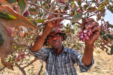 پسته های قازانقایه