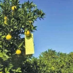 مبارزه با مگس مدیترانه ای