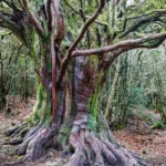 درخت سرخدار