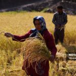 برداشت برنج