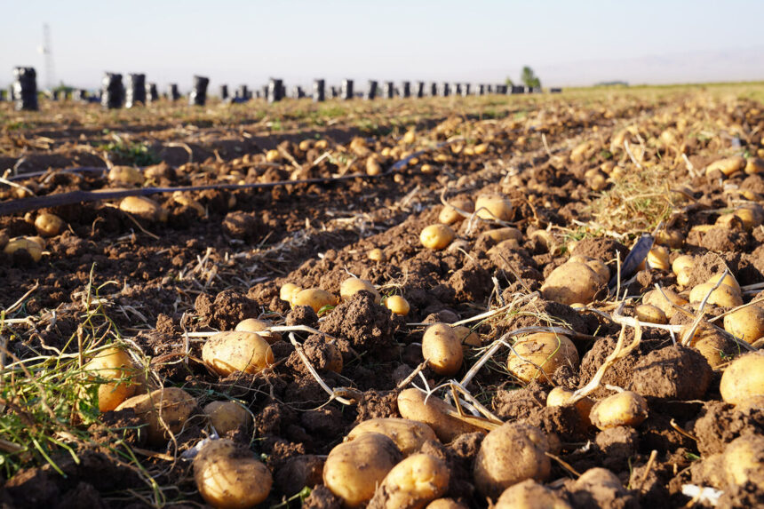 سیب زمینی